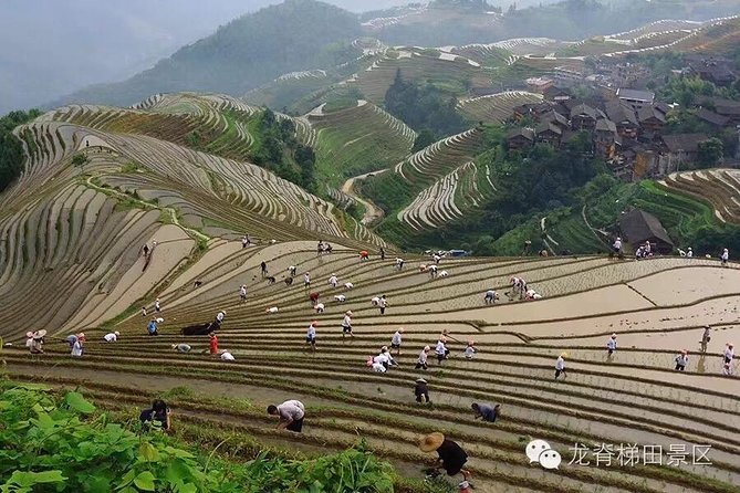 Longji Rice Terraces & Minority Villages Private Day Tour - Additional Information