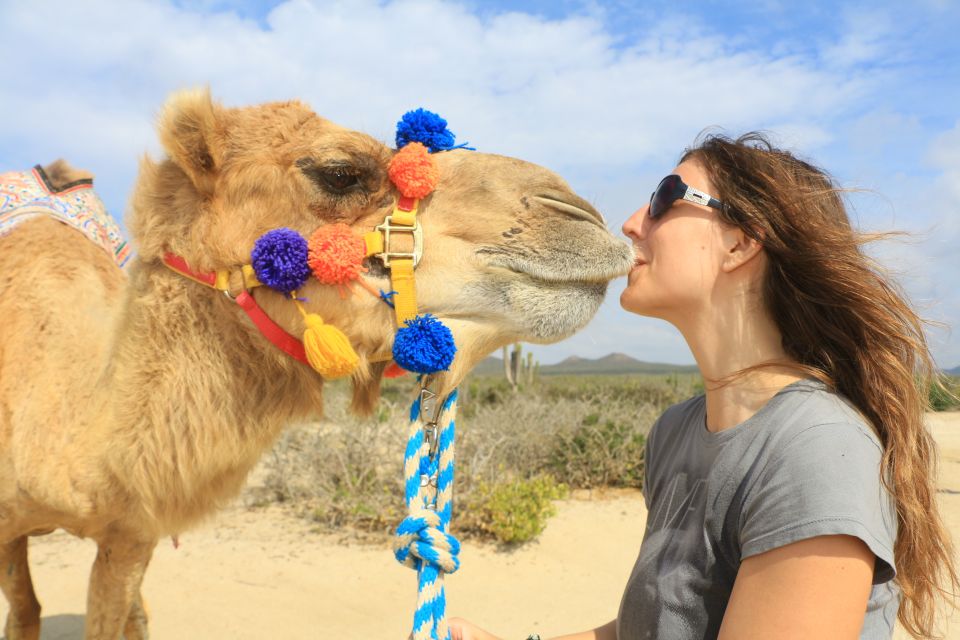 Los Cabos: Desert & Sea Camel Safari Tour With Lunch - Camel Ride and Mexican Cuisine Highlights