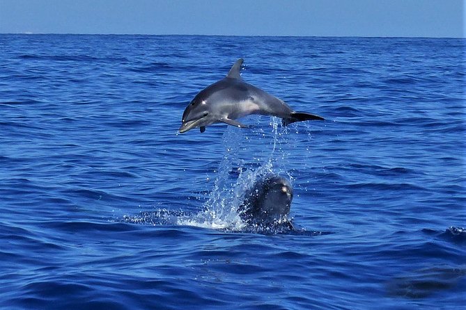 Los Gigantes Whale Watching Charter by Sail Boat - Customer Reviews