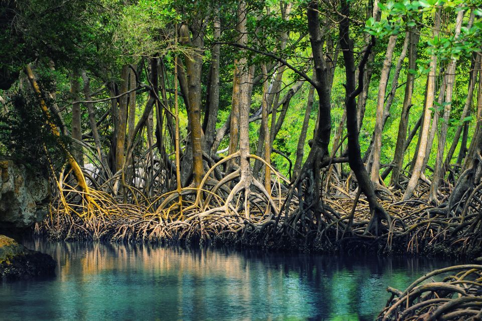 Los Haitises: Full & Rainforest Hike 2 Hours /Boat Tour - Rainforest & Mangroves Exploration