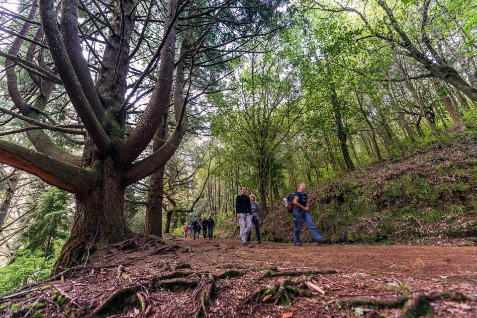 Madeira: Full-Day Laurel Forest Guided Walking Tour - Full Description