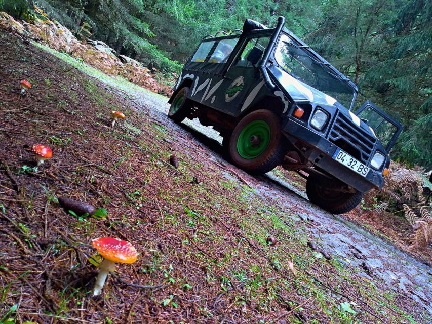 Madeira: Jeep Safari Tour - Review Summary