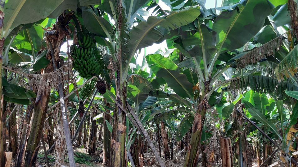 Madeira: Private Banana Farm Tour With Pickup - Customer Reviews