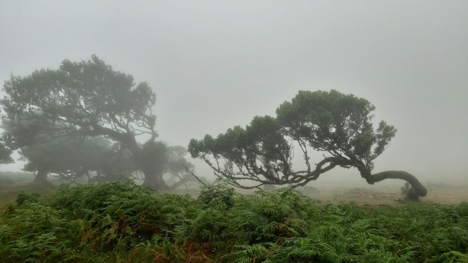 Madeira: Private Tour of Fanal Forest - Customer Reviews