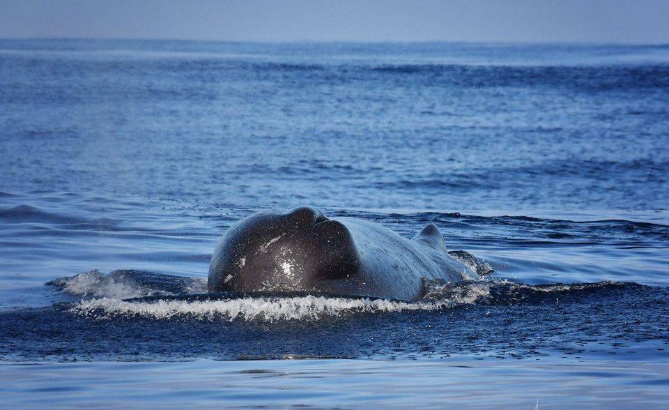 Madeira: Whale Watching Excursion in a Traditional Vessel - Participant Information