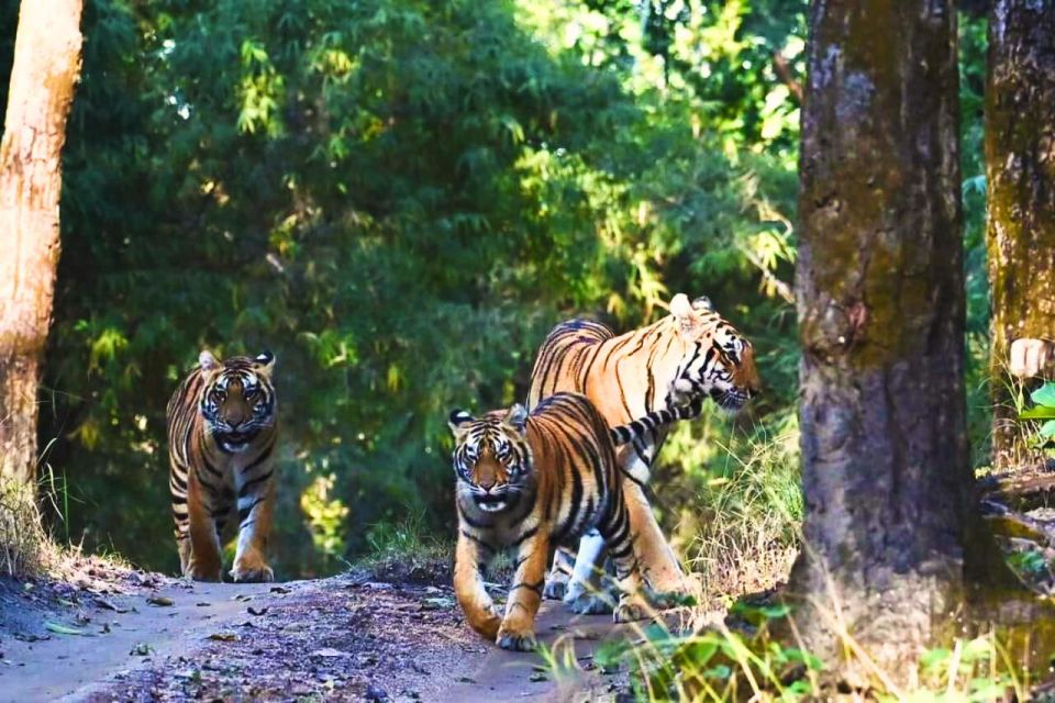 Madhya Pradesh: Kanha National Park Guided Safari Tour - Flora & Fauna at Kanha National Park
