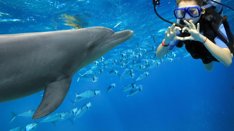 Makadi Bay: Dolphin Watching Boat Tour W/ Private Transfers - Full Description