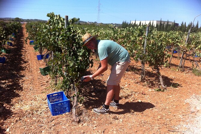 Mallorca Bodega & Olive Tour With Wine Tasting (Full Day) - Tasting Experiences