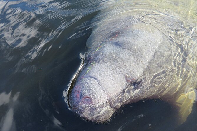 Manatee Discovery Kayak Tour for Small Groups Near Orlando - Reviews and Tour Details