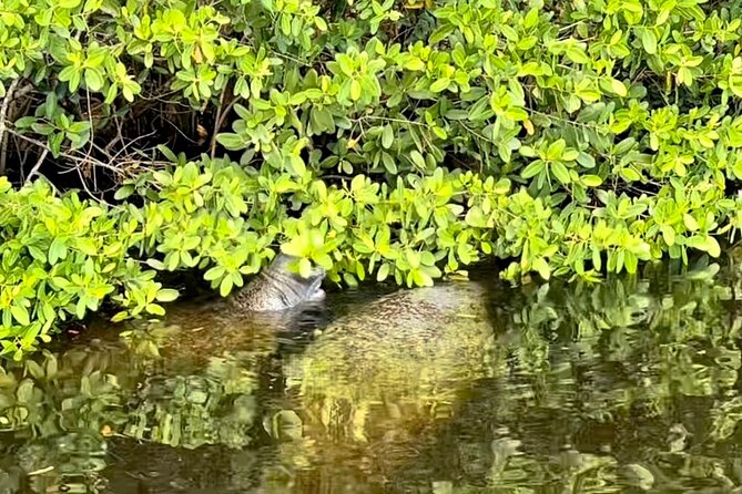 Manatee Sightseeing and Wildlife Boat Tour - Additional Information