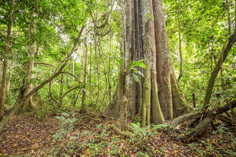 Manaus: Amazon Jungle Half-Day Walking Tour - Location and Recommendations