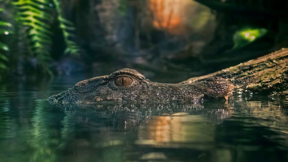 Manaus: Amazon Jungle Tour With Alligator Night Watch - Pickup Information