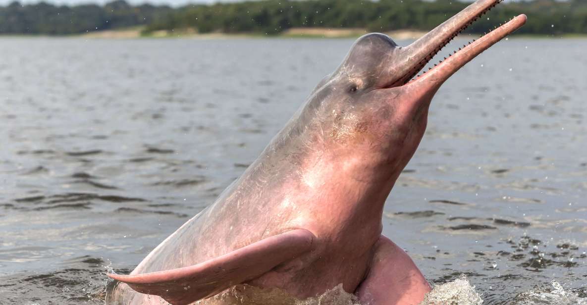 Manaus: Guided Amazon Dolphins Day Trip With Boat and Pickup - Itinerary