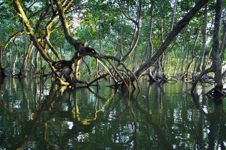 Mangrove Adventure in Bentota - Activity Duration and Details