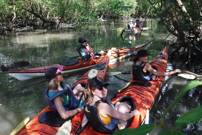 Mangrove, Beaches and Islands by Kayak Tour - Tour Information