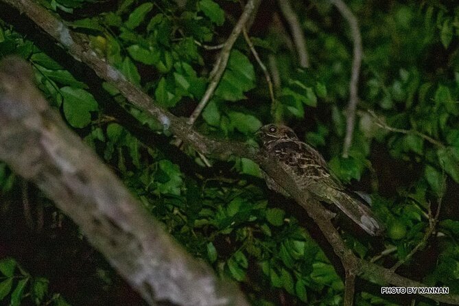 Mangrove Nocturnal Wildlife - Logistics and Meeting Point Details