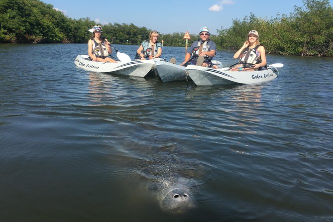 Mangrove Tunnels, Manatee, and Dolphin Sunset Kayak Tour With Fin Expeditions - Customer Reviews and Feedback