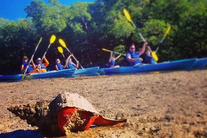 Mangrove Tunnels & Mudflats Kayak Tour - Local Biologist Guides - Traveler Photos and Reviews