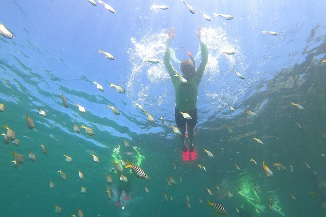 Manly Snorkel Trip and Nature Walk With Local Guide - Customer Reviews and Guide Experience