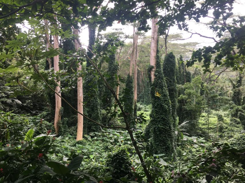 3 manoa falls ebike to hike Manoa Falls Ebike to Hike