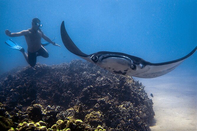 Manta Magic - Night Manta Ray Snorkel At Manta Village, Kona, Hawaii - Customer Reviews