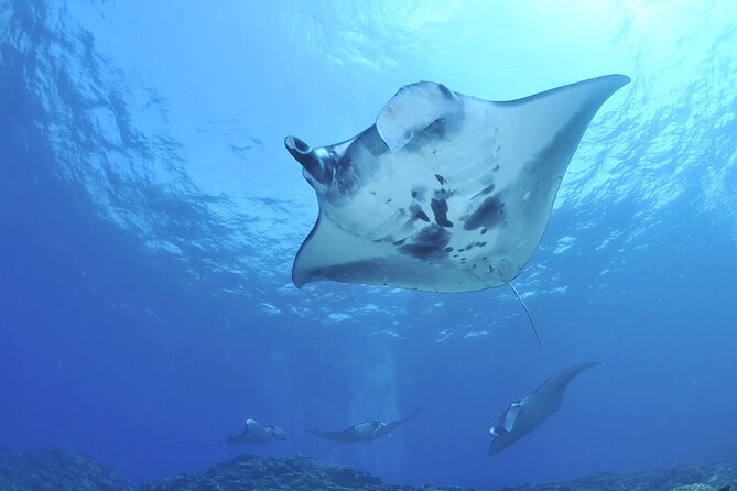 Manta Mania - Manta Ray Night Snorkel - Small-Group Experience In Kona, Hawaii - Customer Satisfaction