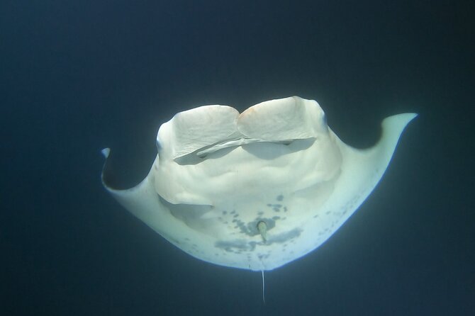 Manta Ray Night Snorkel at Kona, Big Island - Group Size Limit