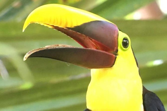 Manuel Antonio National Park Guided Tour - Meeting and Pickup