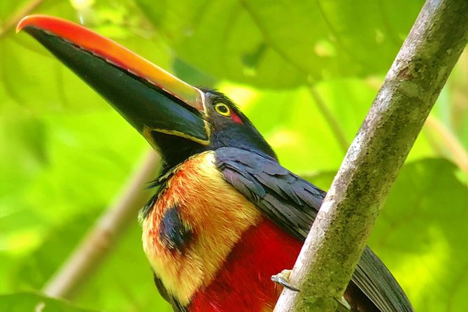 Manuel Antonio Park Tour and Its Amazing Wildlife and Beaches - Benefits of Hiring a Guide