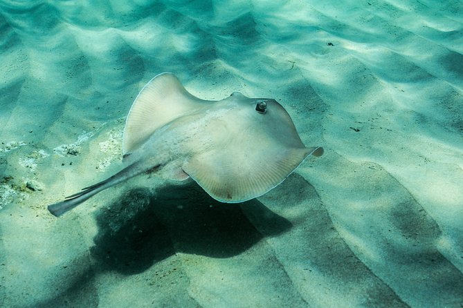 Marine Discovery Snorkeling - Port Stephens - Additional Information