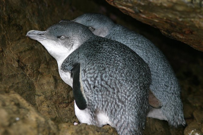 Marlborough Sounds Ultimate Cruise - Wildlife Sightings & Experiences