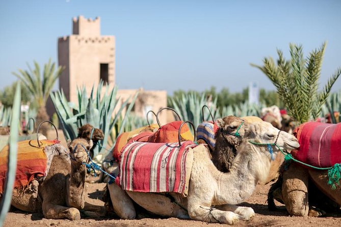 Marrakech Camel Ride Experience With Pick-Up - Refreshing Tea Included