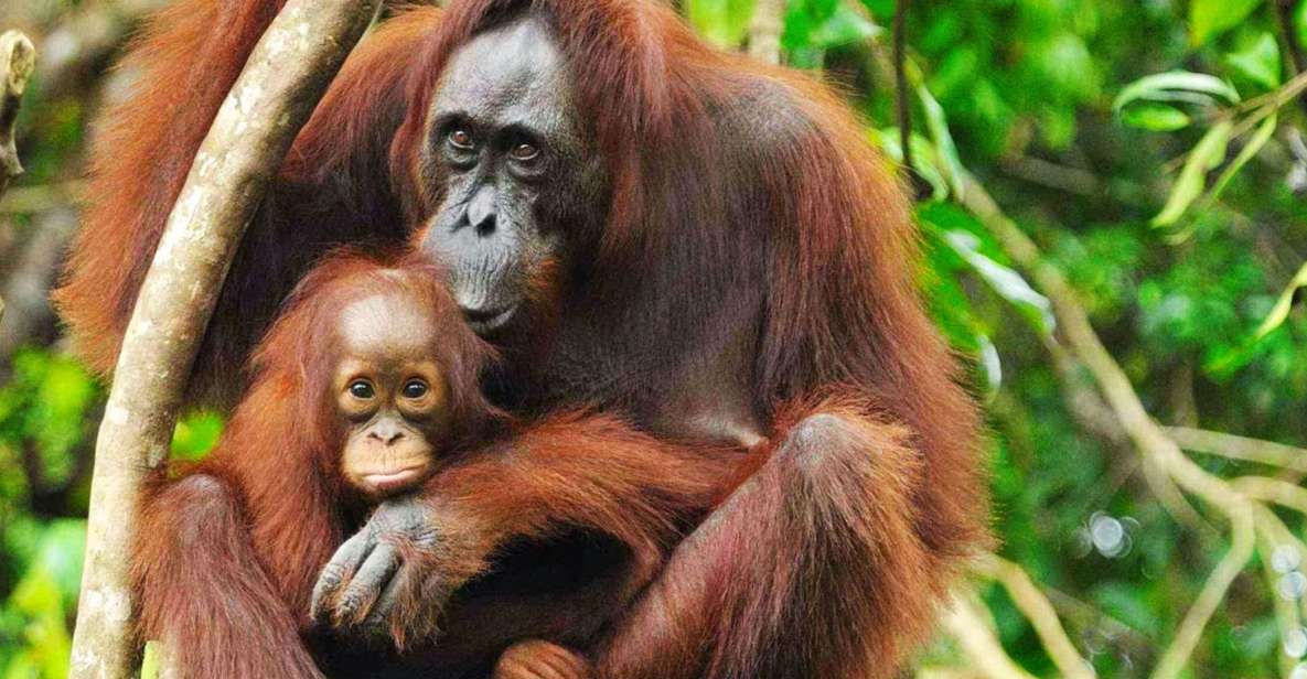 Medan: Mount Leuser National Park Full-Day Trip - Full Description