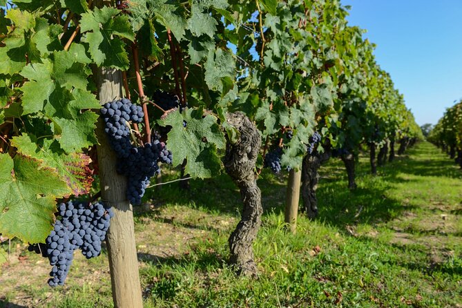 Medoc Region Wine Day Trip With Vineyard Visits & Tastings From Bordeaux - Lunch in Pauillac Details