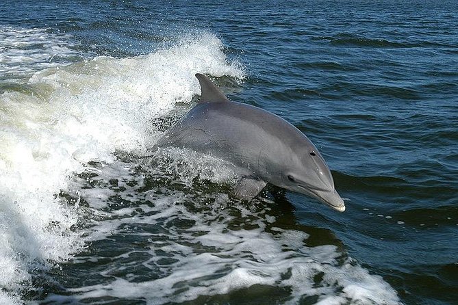 Mega Bite Dolphin Tour Boat in Clearwater Beach - Cancellation Policy