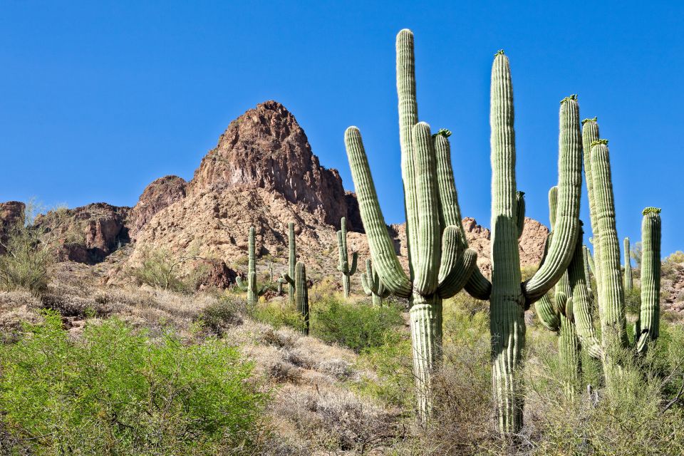 Metro Phoenix: Apache Trail Tour With Canyon Lake Cruise - Tour Experience