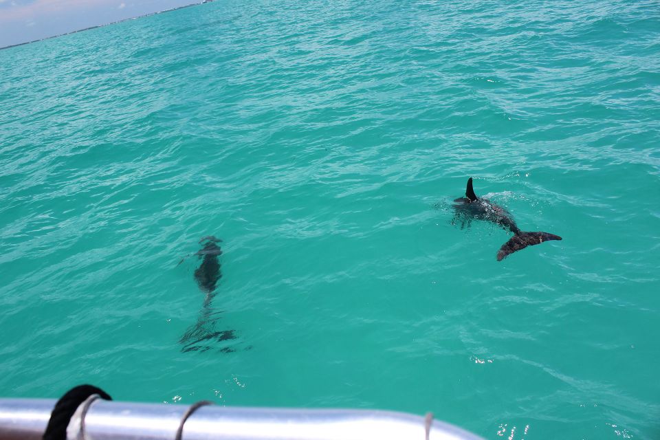 Miami to Key West Shuttle: Dolphin, Snorkeling & More - Inclusions