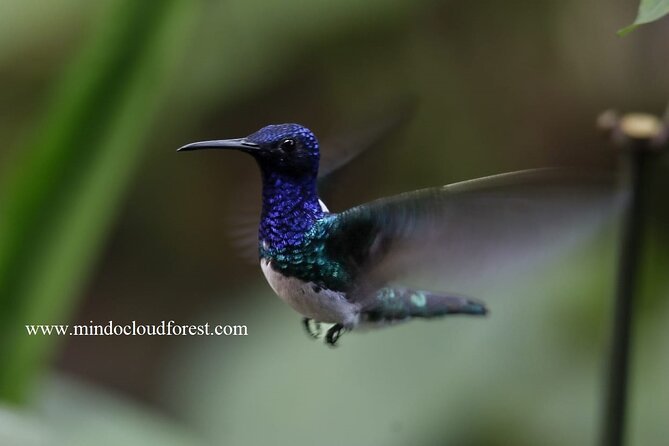 Mindo Cloud Forest Private Customized Nature and Culture Tour  - Quito - Customer Feedback