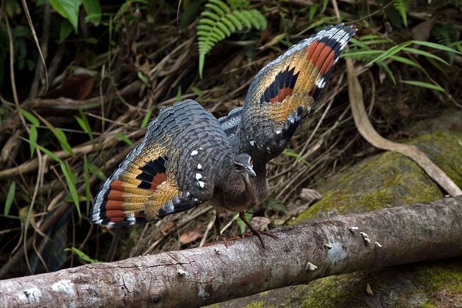 Mindo Half Day Birding Experience - Traveler Photos