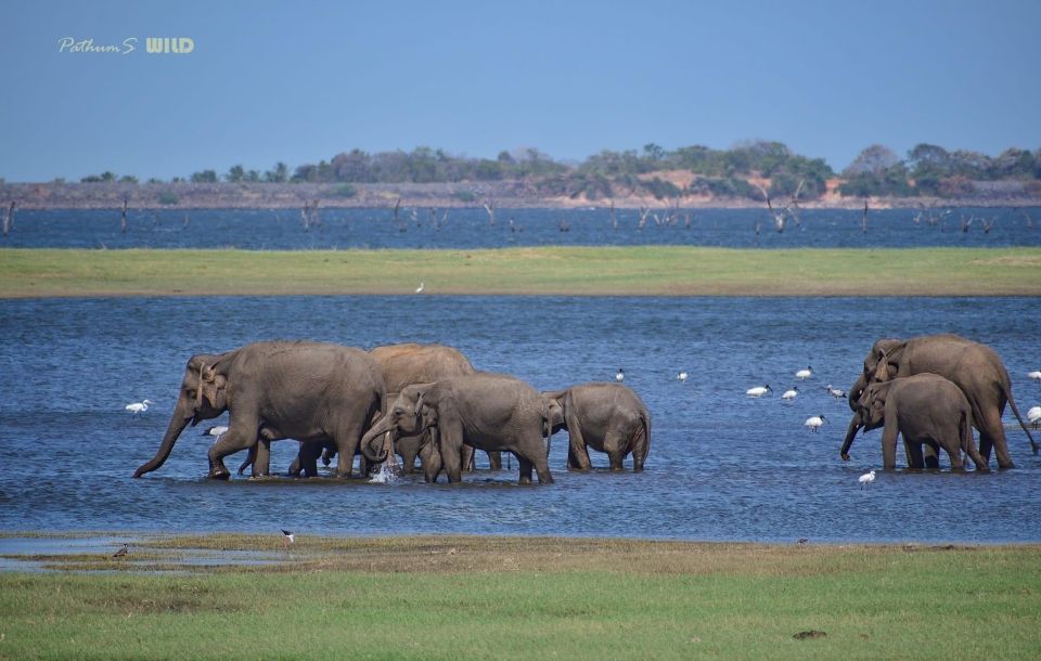 Minneriya Elephant Gathering Safari - Location and Timing