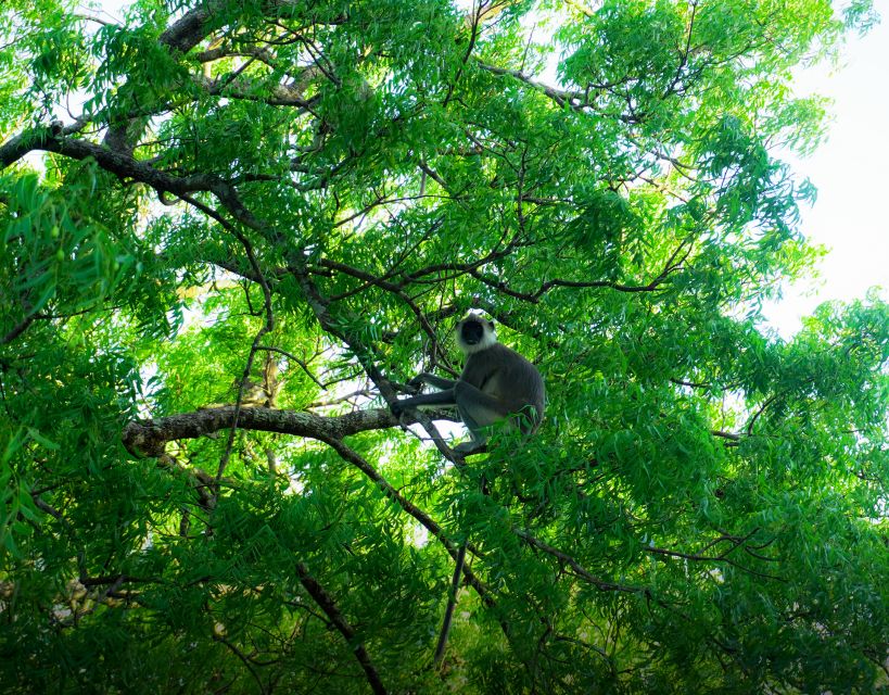 Minneriya National Park Half Day Sri Lanka Jeep Safari - Minneriya National Park Highlights