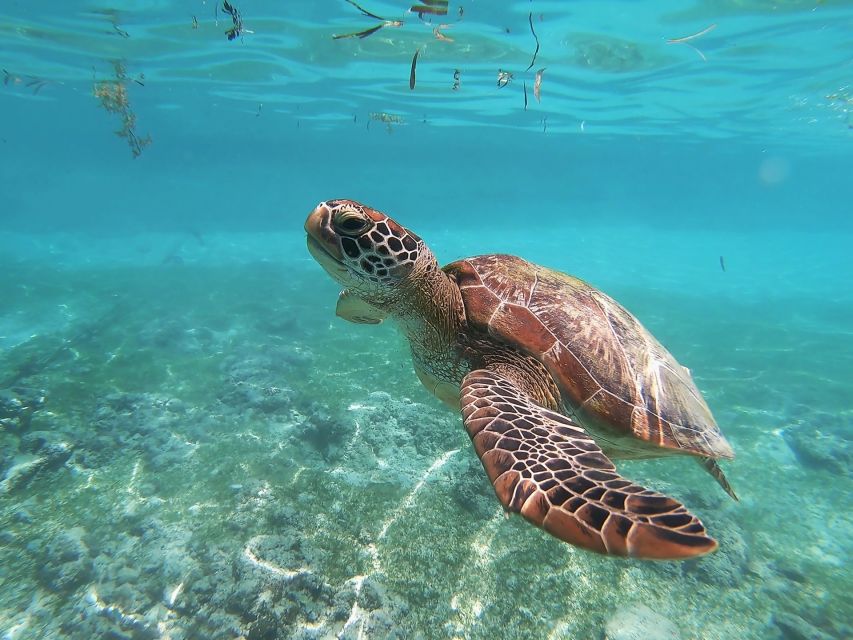 Mirissa: Snorkeling Experience With Turtles - Instructor Details