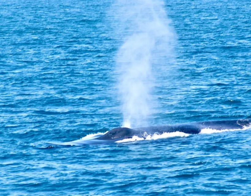 Mirissa Whale Watching Tour With Free Breakfast Onboard - Highlights of the Tour