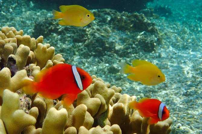 Miyakojima / Snorkel Tour to Enjoy Coral and Fish - Coral Reefs Exploration