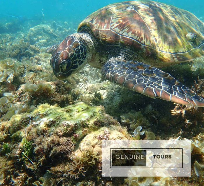 Moalboal: Scuba Diving With the Sardine and Sea Turtles - Explore Underwater Scenery in Moalboal