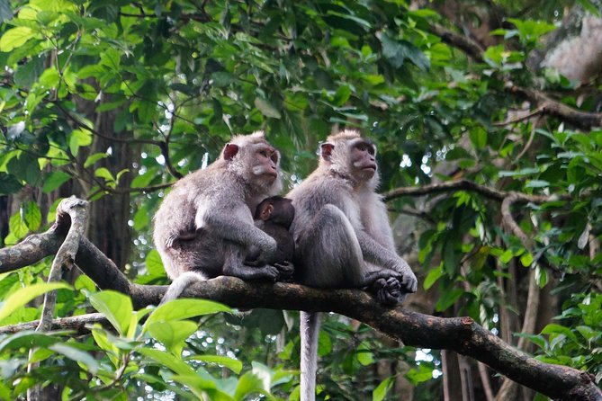 Monkey Forest, Ubud, and Rice Terraces - Sacred Monkey Forest Sanctuary