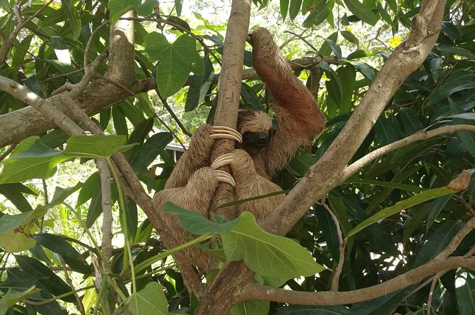 Monkeys and Sloths Hangout in Roatan, Honduras (Mar ) - Tips for Engaging With Wildlife