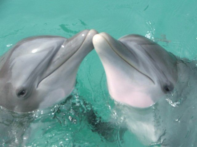 Montego Bay: Dolphin Cove Tickets - Activities and Attractions at Dolphin Cove