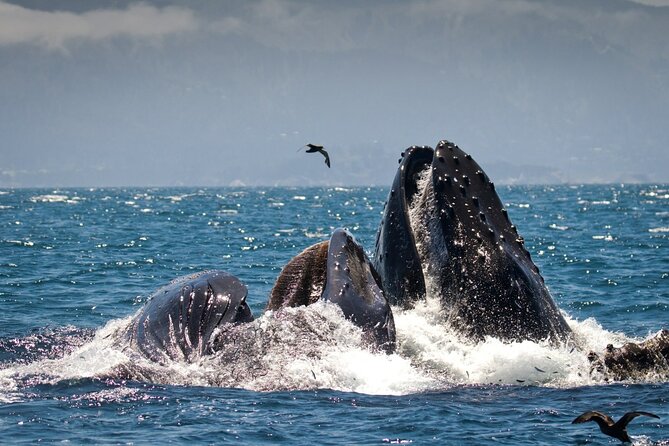 Monterey, California Family-Friendly Whale-Watching Boat Tour (Mar ) - Departure From Mainland