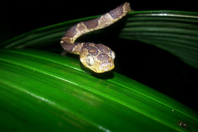 Monteverde Wildlife Night Hike by Flashlight  - Puntarenas - Viator Information